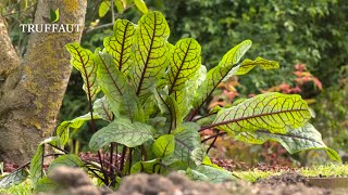 Comment planter de loseille au potager   Truffaut [upl. by Faria]