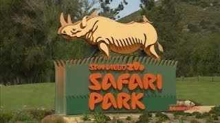 San Diego Zoo Safari Park [upl. by Akiehsat265]