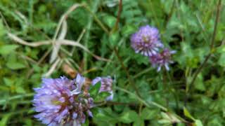 Red Clover  Trifolium pratense  herb in Hindi [upl. by Baniez857]