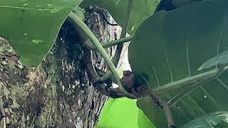 A Day at Cahuita National Park Costa Rica [upl. by Atteynad]