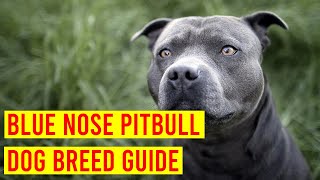 Blue Nose Pitbull Dog Breed Profile From Puppy To Adult [upl. by Higinbotham]