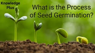 What is the Process of Seed Germination Seed germination explained I How do Seeds Grow [upl. by Nnylyma]