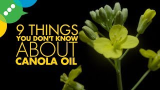 9 Things You Dont Know About Canola [upl. by Tychonn]