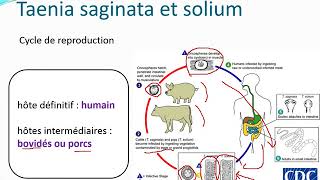 Chapitre 10 Parasitologie partie 31Les cestodes [upl. by Nodgnal756]