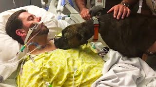 Dog Says Final Goodbye to his Dying Owner In Hospital emotional [upl. by Hurff988]