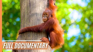 Sabah Malaysian Borneo  Full Documentary [upl. by Gnak]