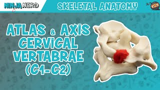 Atlas amp Axis Cervical Vertebrae C1C2 Anatomy [upl. by Artenal645]