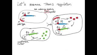 Cis Trans Gene Regulation [upl. by Veronike405]