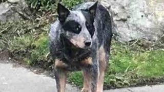 Lost dog reunited with owners after 8 years [upl. by Addam499]