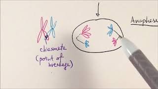 AS Biology  Meiosis OCR A Chapter 63 [upl. by Chandos]