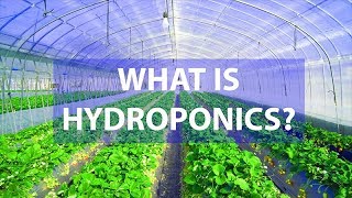 What Is Hydroponics Amazing Advantages Over SoilBased Agriculture [upl. by Etienne]