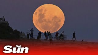 Flower supermoon sightings around the world [upl. by Esilenna221]