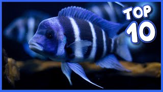 Top 10 Most Gorgeous Cichlid Fish [upl. by Nikaniki]