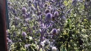 Sea holly Eryngium planum [upl. by Vicky]