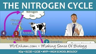 Cycles Within Ecosystems  Nitrogen Cycle  GCSE Biology 91 [upl. by Melamed418]