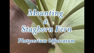 Mounting a Young Staghorn Fern to a Living Tree [upl. by Xenia]