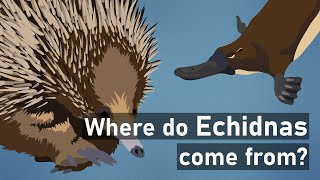 Echidnas An Unexpected History [upl. by Elleira]