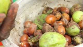 Shea Butter Processing  Peace Corps Ghana [upl. by Deehan]