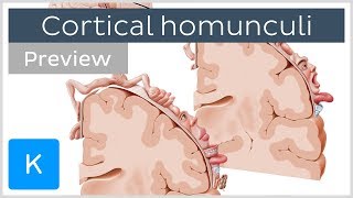 Motor and sensory cortical homunculus preview  Human Neuroanatomy  Kenhub [upl. by Niahs]