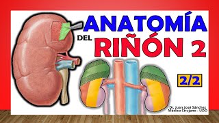 🥇 Anatomía del RIÑÓN 22 ¡Fácil Explicación [upl. by Adnirod]