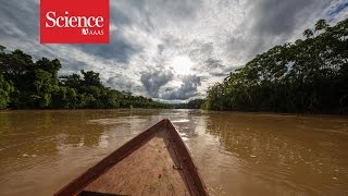 Making contact The isolated tribes of the Amazon rainforest [upl. by Shina]