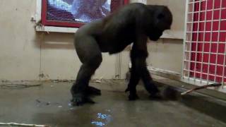 Break Dancing Gorilla at the Calgary Zoo [upl. by Navanod146]