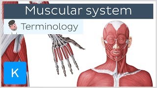 Muscular system  Anatomical terminology for healthcare professionals  Kenhub [upl. by Nolak]