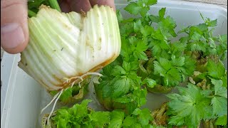 The Absolute Easiest Way To Regrow Celery From Store Bought Stalks [upl. by Kela]