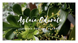 Aglaia Odorata  米兰花  The Chinese Perfume Plant [upl. by Ttennej217]