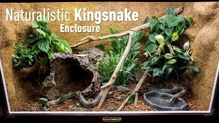 Setting up a Naturalistic Kingsnake Enclosure [upl. by Boylan931]