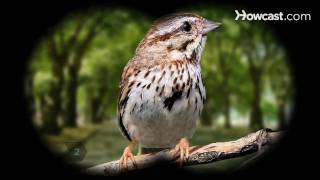 How to Identify Birds The Song Sparrow [upl. by Dole]