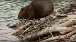 How Do Beavers Build A Dam  BBC [upl. by Nosecyrb]