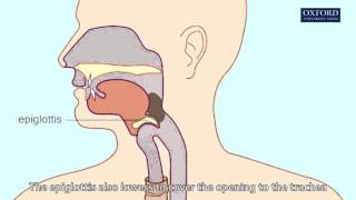 swallowing amp peristalsis [upl. by Pomeroy]