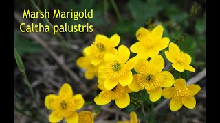 Marsh Marigold  Edible ONLY When Cooked [upl. by Nosyarg]