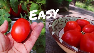 Easy Hydroponic Tomatoes [upl. by Golightly]