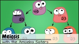 Meiosis Updated [upl. by Arelus309]