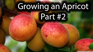 How to Grow an Apricot Tree from seed Part 2 [upl. by Hewe]