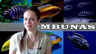 The Mbuna Aquarium  Lake Malawi African Cichlids [upl. by Aerdnak]