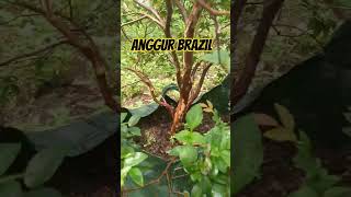 Anggur brazil [upl. by Delogu129]