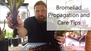 Bromeliad Propagation and Care [upl. by Amocat]