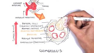 Glomerulonephritis Causes Signs and Symptoms Diagnosis and Treatment [upl. by Bilbe354]