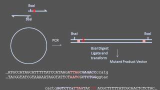 Sitedirected Mutagenesis [upl. by Owena]