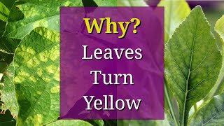 8 Reasons why Plant Leaves Turn Yellow [upl. by Erbe]