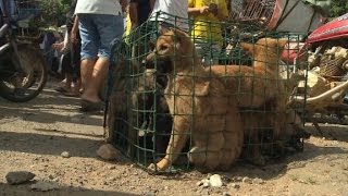 Annual dog meat festival causes outrage [upl. by Ozan]