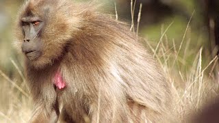 Female Geladas Consider Replacing Their Lazy King [upl. by Cthrine]