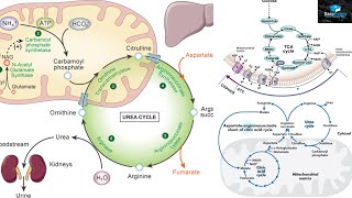 Amino Acids Degradation Protein Catabolism [upl. by Cooperstein]