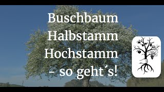 Die 3 Baumformen Buschbaum Halbstamm und Hochstamm [upl. by Shishko]