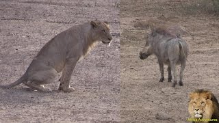 Warthog Mocking Lion Pride Amazing [upl. by Fi]