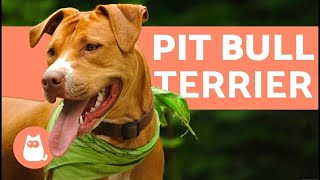 American Pit Bull Terrier  Characteristics and Care [upl. by Akselaw]