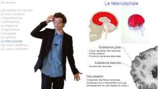 Comment fonctionne notre cerveau [upl. by Retlaw]